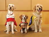 身体障害者補助犬の普及支援（写真提供：特定非営利活動法人 日本介助犬アカデミー）