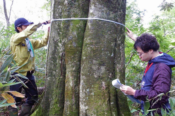 One hundred years monitoring of the beech forest of Shirakami-Sanchi World Heritage Property