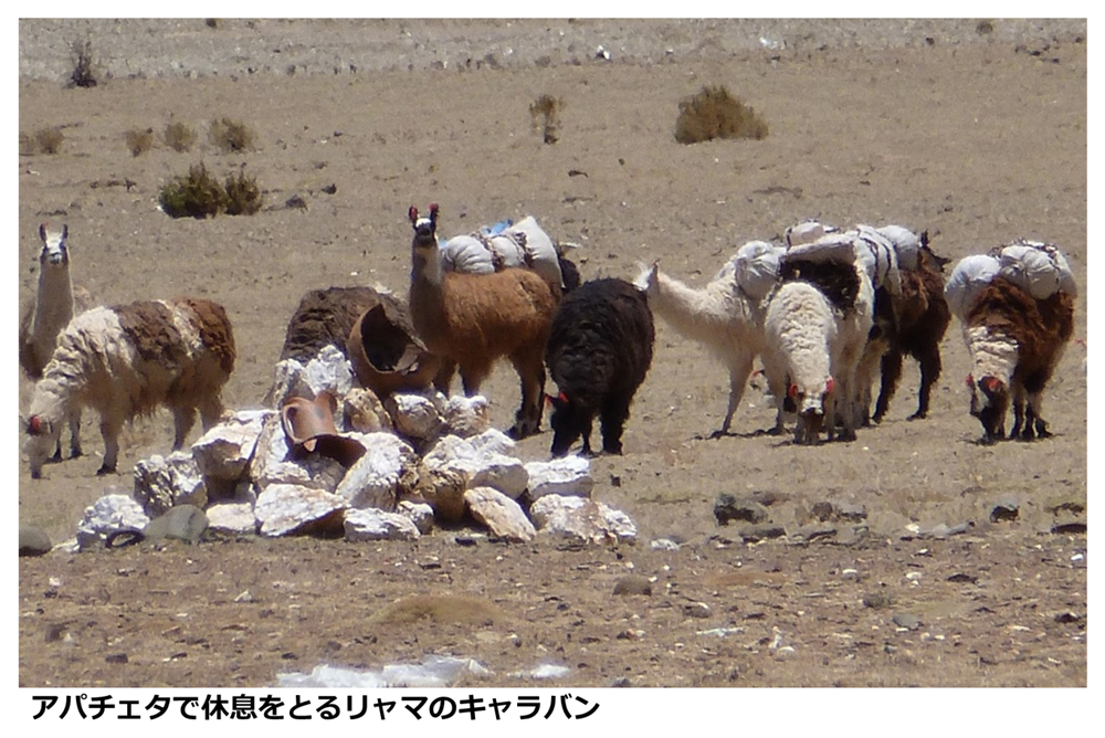 Photo6:llamas-caravan