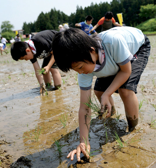 5月29日、秋田県大仙市で行った田植え体験