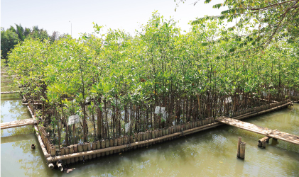 2012年に植樹し成長したマングローブの苗木