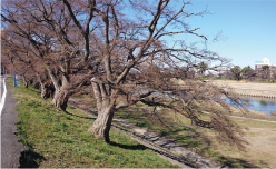 桜の開花時には大勢の人でにぎわう乙川河川緑地公園(愛知県岡崎市)