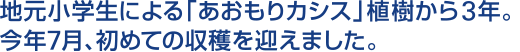 地元小学生による「あおもりカシス」植樹から3年。今年7月、初めての収穫を迎えました。