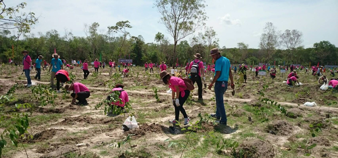 The Planting of trees in Phnom Penh City, Cambodia