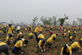 The planting of trees in Suzhou City, China