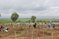The planting of trees in Yangon, Myanmar