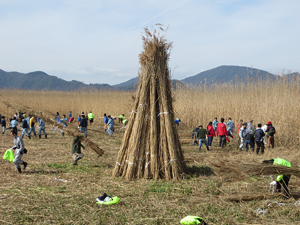 ReEDEN Project – Protecting Lake Biwa by Promoting the Use of Reeds