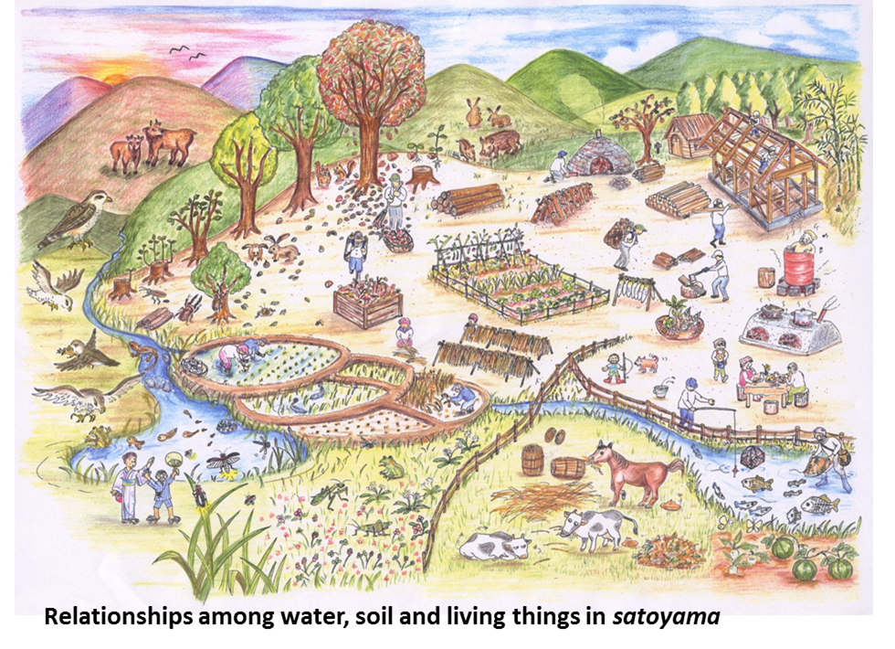 Relationships among water,soil and living things in satoyama