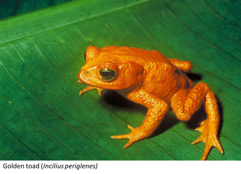 Golden toad(Incillius periglenes)