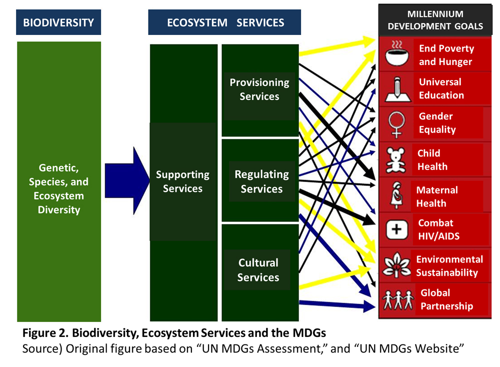 Figure 2. Biodiversity, Ecosystem Services and the MDGs Source) Original figure based on gUN MDGs Assessment,h and gUN MDGs Websiteh
