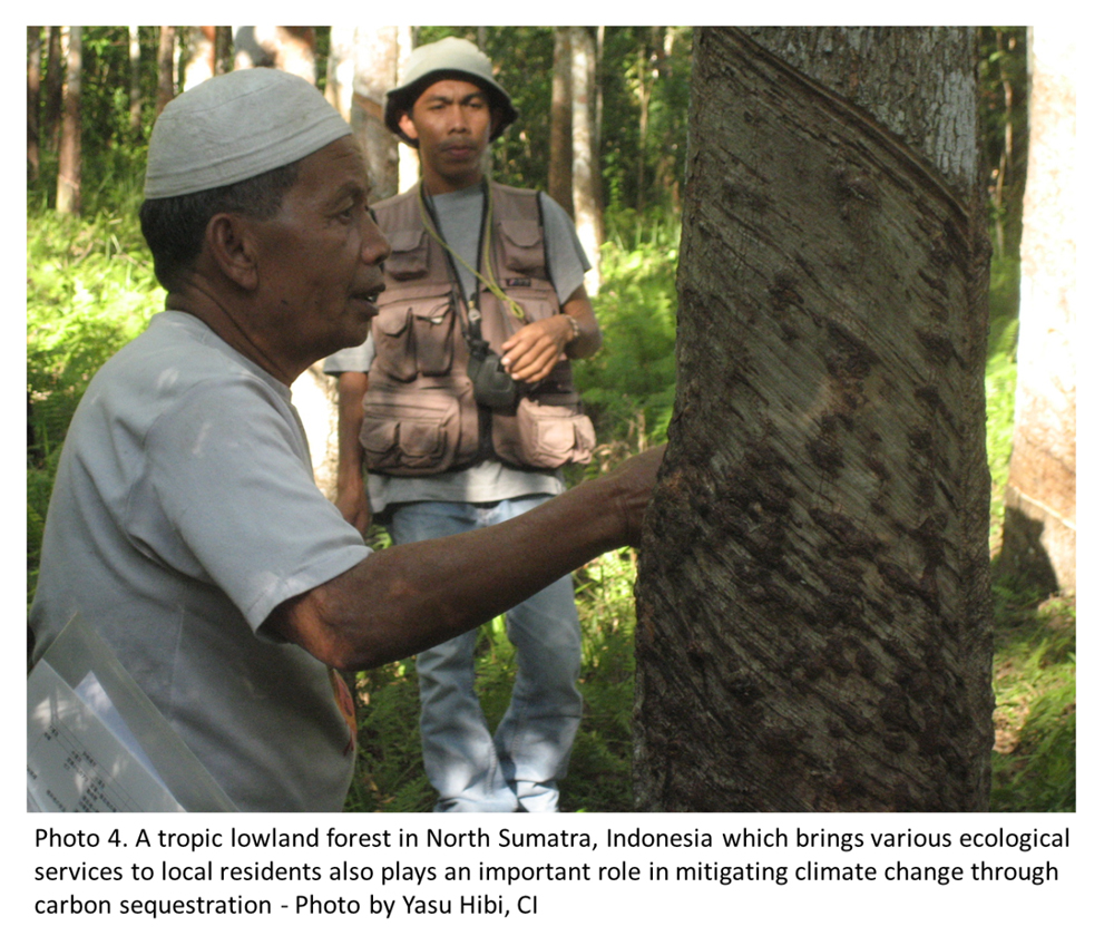 Photo 4. A tropic lowland forest in North Sumatra, Indonesia which brings various ecological services to local residents also plays an important role in mitigating climate change through carbon sequestration - Photo by Yasu Hibi, CI
