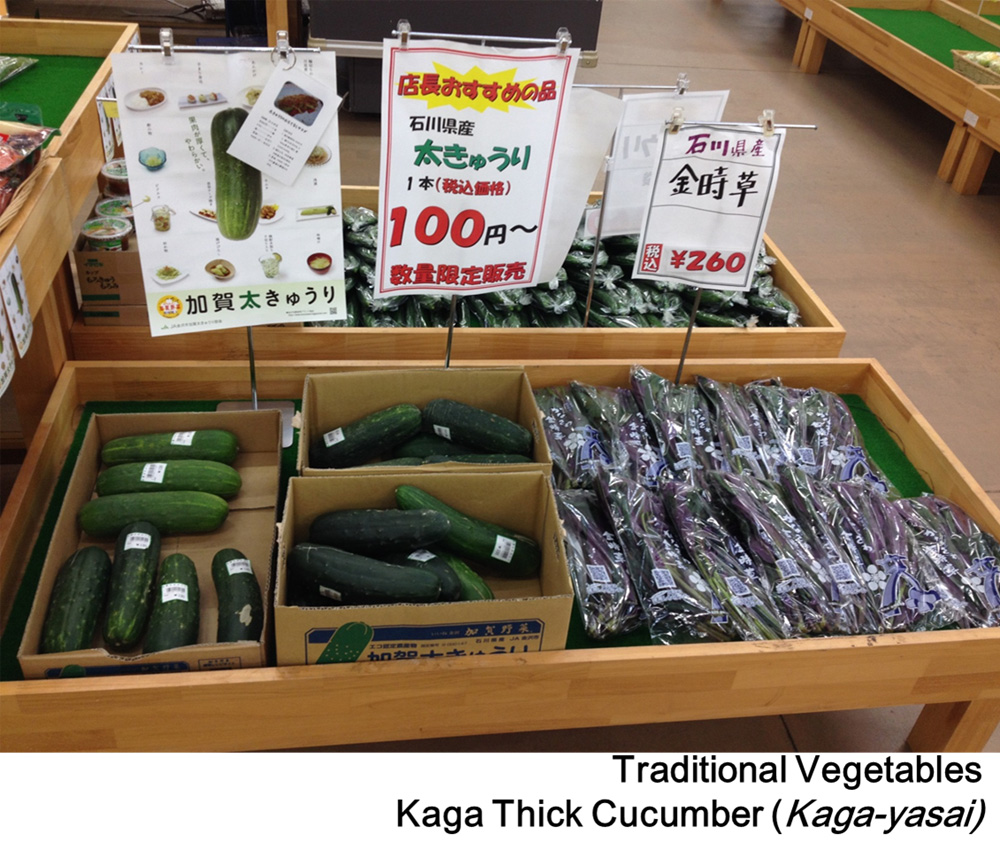 Photo4:Traditional Vegetables Kaga Thick Cucumber(Kaga-yasai)