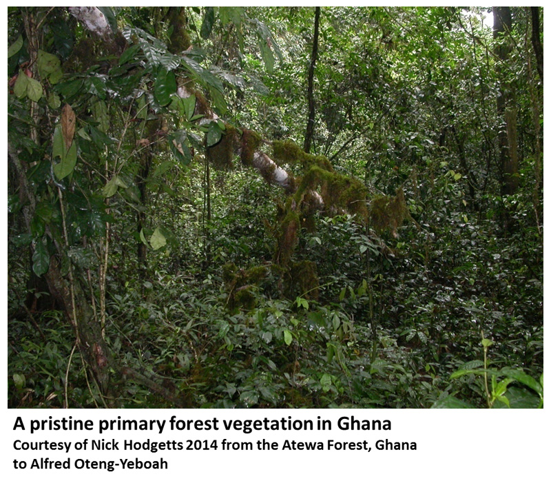 A pristine primary forest vegetation in Ghana