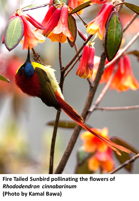 Fire Tailed Sunbird pollinating the flowers of Rhododendron cinnabarinum(Photo by Kamal Bawa)