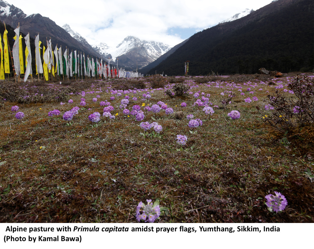 Alpine pasture with Primula capitata amidst prayer flags, Yumthang, Sikkim, India(Photo by Kamal Bawa)