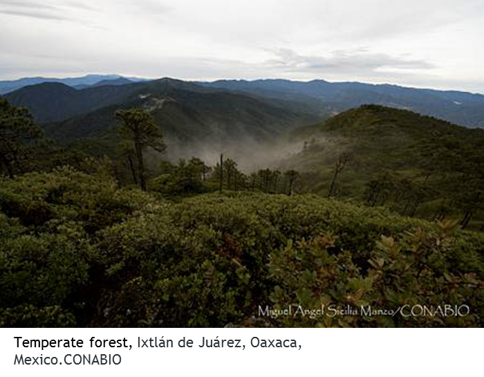 Template Forest,Ixtlan de Juarez, Oaxaca, Mexico.CONABIO