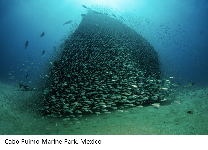 Cabo Pulmo Marine Park,Mexico