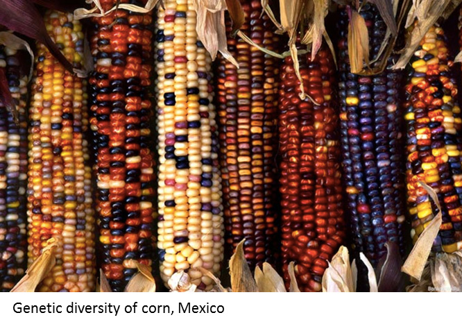 Genetic diversity of corn, Mexico