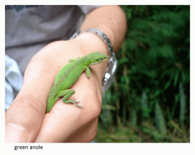 green anole.png