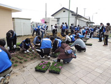 駅前の花壇にシバザクラを植える様子