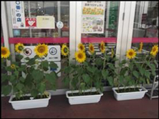 お店の出入り口付近にもプランターで植えました。