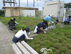 小高駅前に植えた芝桜などの周りに生えた雑草を抜いていきます。
