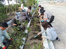 歩道に沿って植樹