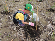 子どもも1本ずつ一生懸命植えています。