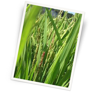 マックスバリュ伊豆長岡イオンチアーズクラブ 「黒米」の種選びから収穫体験まで植物の大切さを学びました