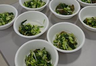 これからみんなで収穫する 小松菜・水菜の漬物を試食