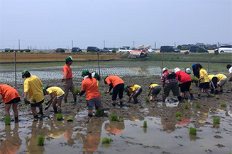 田んぼに入って一列に並び、ひもに沿って苗を植えていきます。